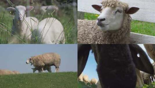 【合集】绵羊吃草畜牧业羊群高清在线视频素材下载