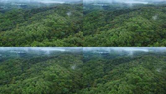 自然森林植被航拍视频高清在线视频素材下载