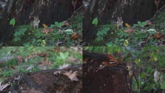 森林中的小松鼠高清在线视频素材下载