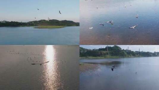 生态河流水鸟白鹭飞湿地公园高清在线视频素材下载