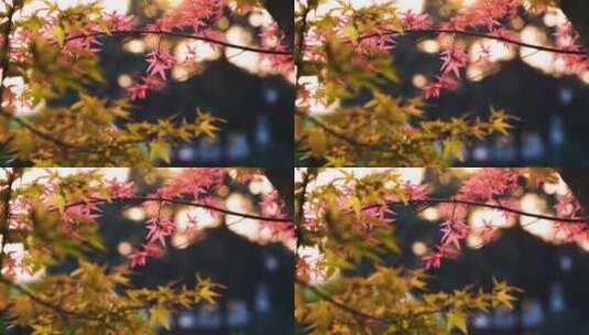 秋天江南园林庭院里逆光明亮的红色枫叶高清在线视频素材下载