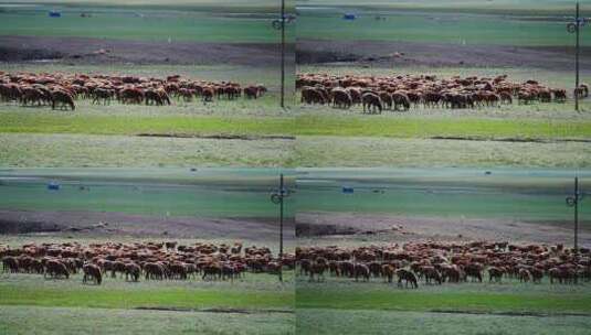 草原上的羊群高清在线视频素材下载
