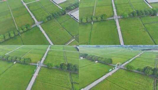 中国广州市增城区丝苗米省级现代农业产业园高清在线视频素材下载