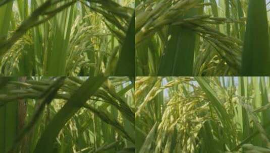 镜头在水稻穗间穿梭前推进高清在线视频素材下载