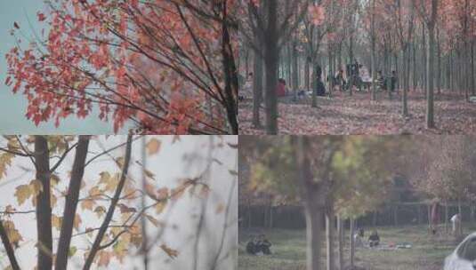 农村旅游游客游玩红枫林红枫叶4K高清log高清在线视频素材下载