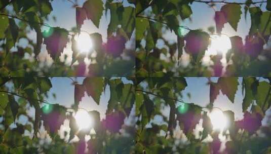 4k透过树叶看太阳 光斑高清在线视频素材下载