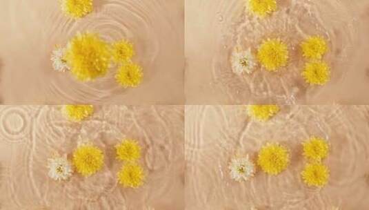 菊花花朵落入水中高清在线视频素材下载