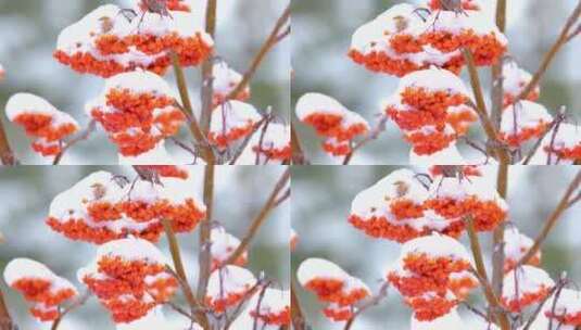 冬季花楸木 红果高清在线视频素材下载