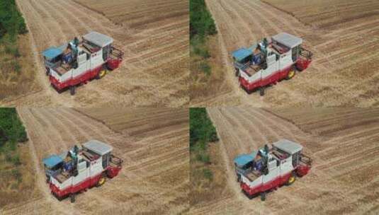 金兰牧场麦收季节高清在线视频素材下载