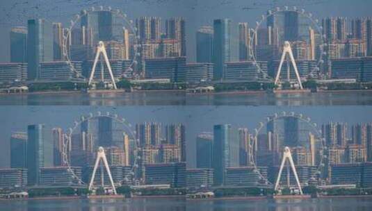8K深圳欢乐港湾鸬鹚7高清在线视频素材下载