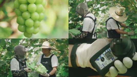 葡萄采摘  阳光玫瑰青提 果园 测葡萄甜度高清在线视频素材下载
