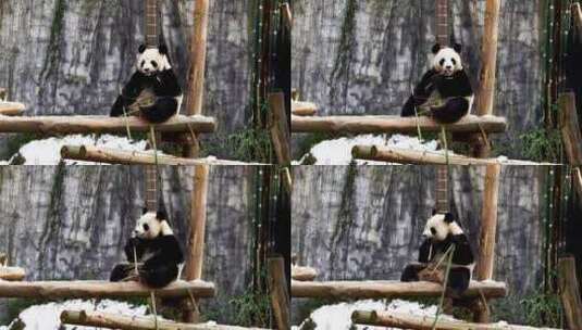 冬天大雪后可爱萌宠大熊猫在户外吃竹子高清在线视频素材下载