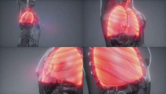 人体呼吸系统的肺结构高清在线视频素材下载