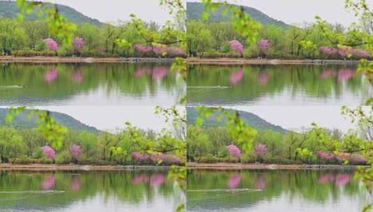 春天湖水边盛开的鲜花绿植水中倒影高清在线视频素材下载