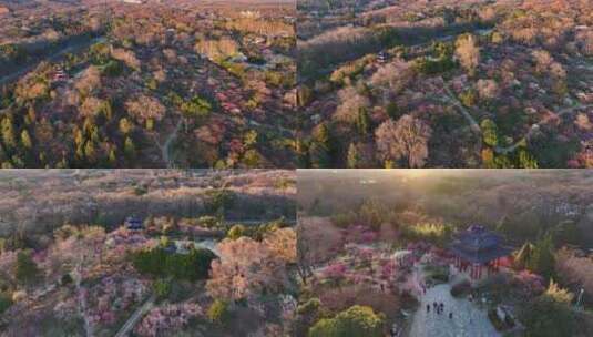 航拍南京明孝陵梅花山漫山遍野梅花盛开高清在线视频素材下载