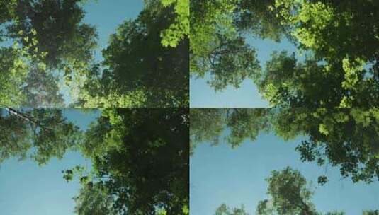 仰拍森林里的绿色和蓝天高清在线视频素材下载