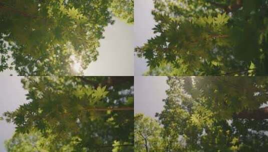 春天树木树叶阳光高清在线视频素材下载