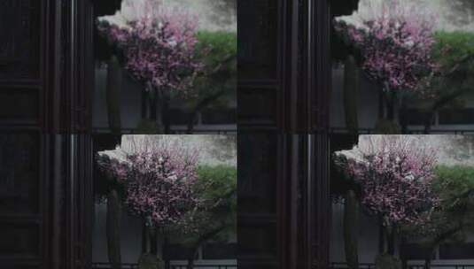 细雨霏霏，花瓣如雪（苏州网师园）高清在线视频素材下载