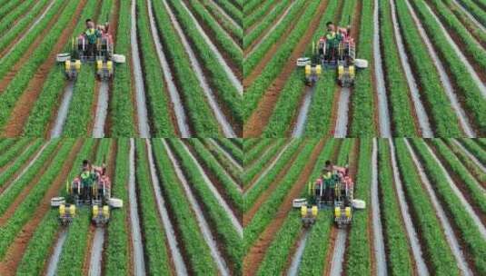 现代农业航拍，农业机械5G数字辣椒播种高清在线视频素材下载