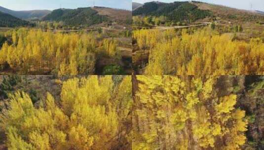 航拍枣庄绿道树叶变黄的杨树林高清在线视频素材下载