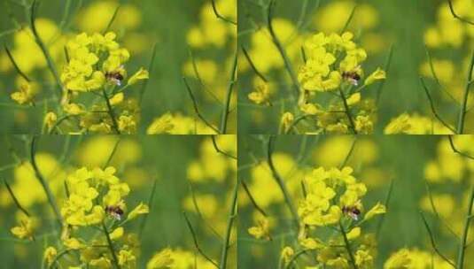 4K春天油菜花蜜蜂采蜜慢动作高清在线视频素材下载