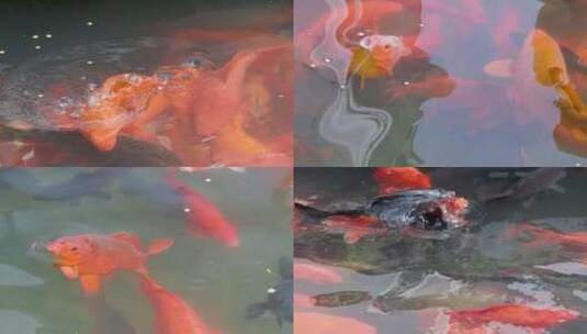 红色锦鲤食趣饵料 升格镜头特写捕食瞬间高清在线视频素材下载