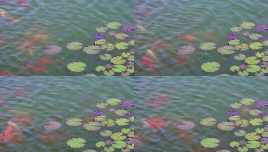 夏天池塘里的莲叶与锦鲤自然生态高清在线视频素材下载