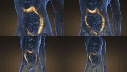 人体结肠解剖学扫描高清在线视频素材下载