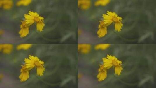 户外野花 山野 野菊花 花海高清在线视频素材下载