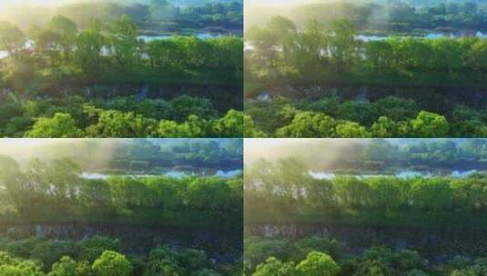 清晨光线下的生态湿地红树林水面高清在线视频素材下载
