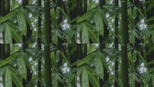 竹林雨景竹子下雨竹叶水滴高清在线视频素材下载