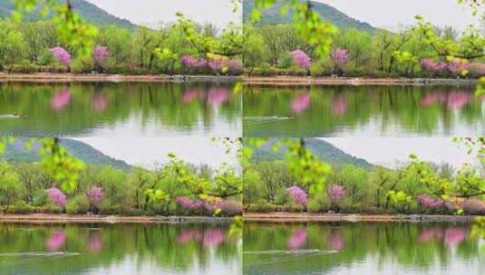 北京植物园春天湖水边五彩绿植青山倒影高清在线视频素材下载