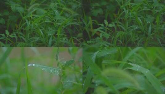 雨天草叶露珠高清在线视频素材下载