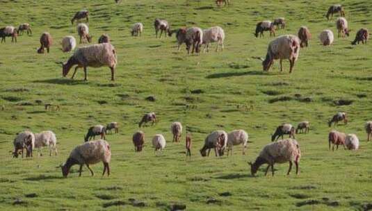 青海草原牧场羊群高清在线视频素材下载