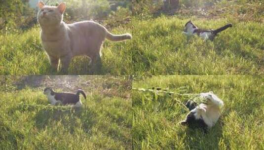 草地上的猫 自由猫咪 猫在草地玩耍 可爱猫高清在线视频素材下载