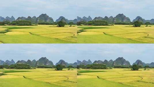 秋天阳光下桂林喀斯特山峰下的金黄色稻田高清在线视频素材下载