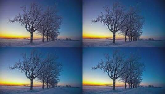 新疆边疆冬日雪景胡杨林冰雪覆盖时间流逝高清在线视频素材下载