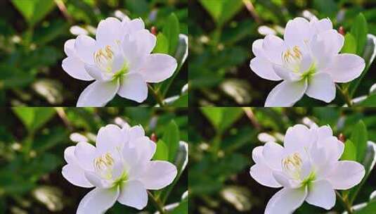 栀子花白色花朵微距特写高清在线视频素材下载