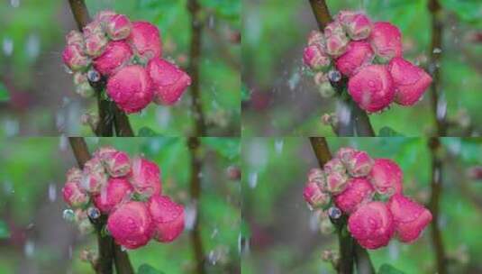 芍药花苞雨中待绽放：节气里的治愈之花高清在线视频素材下载