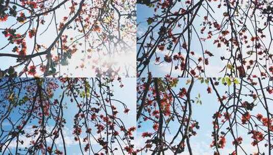 瀑布般的木棉花海岭南特色盛开的百年木棉花高清在线视频素材下载