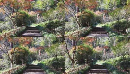 杭州永福寺红枫秋景高清在线视频素材下载