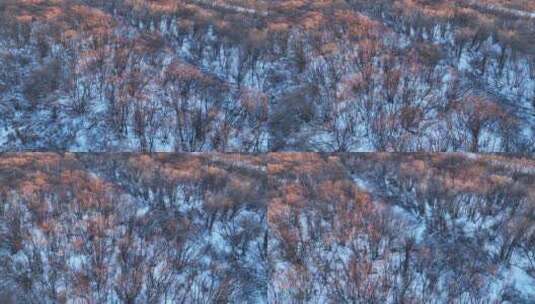 航拍雪原灌木丛夕照高清在线视频素材下载