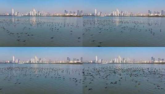 4K深圳湾鸬鹚生态航拍9高清在线视频素材下载
