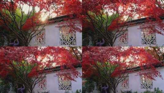 摄影师在拍摄苏州园林拙政园的红枫和花窗高清在线视频素材下载