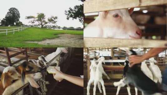休闲农场动物羊群养殖场农业高清在线视频素材下载