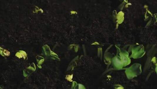 种子发芽生命力春天破土而出高清在线视频素材下载