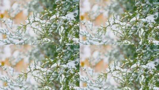 下雪天的柏树枝头积雪特写高清在线视频素材下载