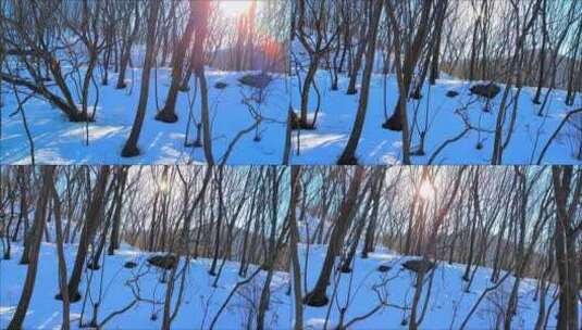 雪后阳光下的山林高清在线视频素材下载