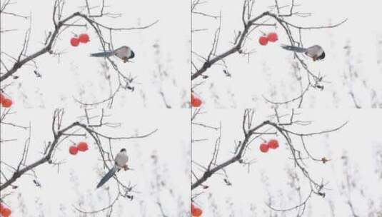 雪中树枝上的喜鹊正在吃柿子高清在线视频素材下载
