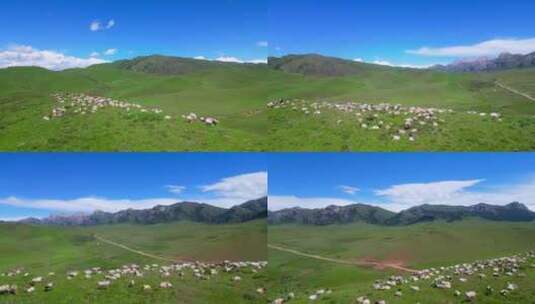 阿坝若尔盖草原牛羊群高清在线视频素材下载